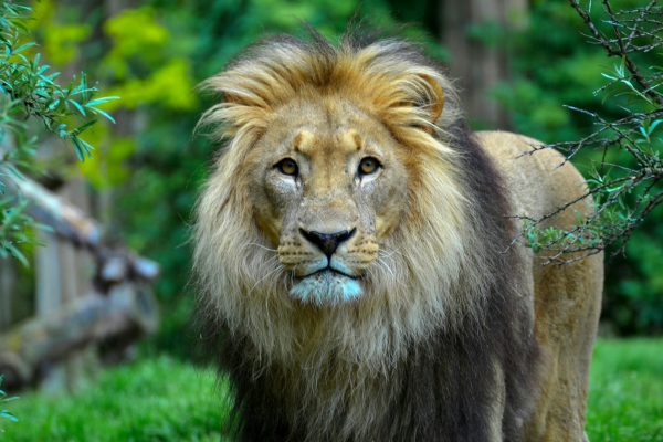 6-Day Masai Mara, Serengeti, Ngorongoro Crater Luxury
