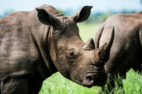 6-Day Amboseli, Nakuru & Masai Mara Luxury Safari
