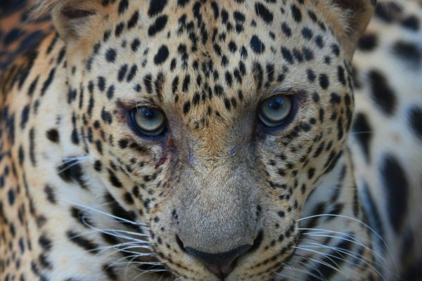 4-Day L Nakuru & Maasai Mara Luxury Safari