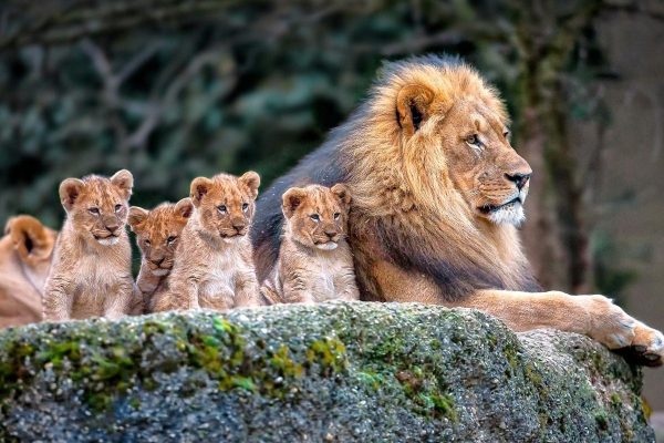 6-Day Masai Mara, Nakuru & Amboseli NP Luxury Safari with a 3-Day Diani Exrension