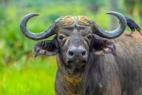 1-Day Lake Nakuru National Park Luxury Safari