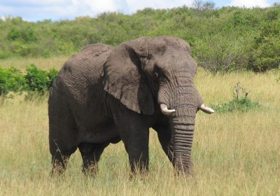 Top 10 Best Safari Destinations in Kenya You Must Visit in 2025