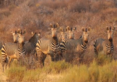 Kenya Safari vs. Tanzania Safari: Which One Should You Choose?