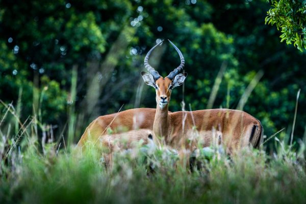 13-Days Nairobi NP,Shaba NP,Bufallo Springs,Hells Gate,Lake Baringo,Lake Bongoria and Kakamega Forest Luxury.
