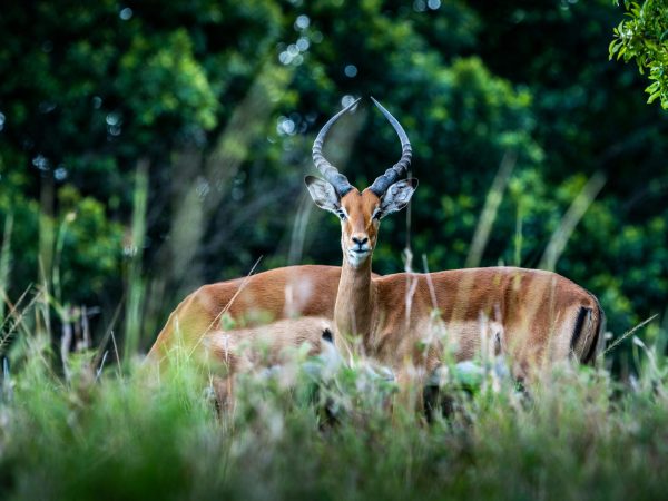 13-Days Nairobi NP,Shaba NP,Bufallo Springs,Hells Gate,Lake Baringo,Lake Bongoria and Kakamega Forest Luxury.