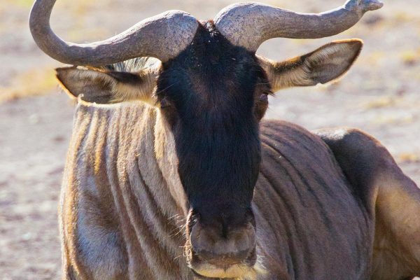 3-Day Masai Mara Luxury plus Flying Safari