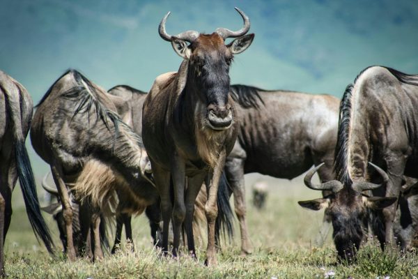 6-Day Great Migration Ndutu – Calving Season Honeymoon safari