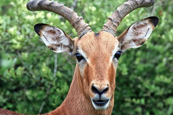 7-Day Masai , Nakuru, Naivasha & Amboseli Luxury Safari
