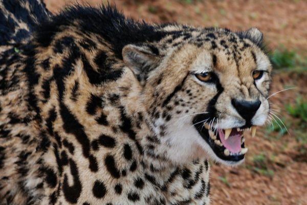 3-Day Masai Mara Photography Safari
