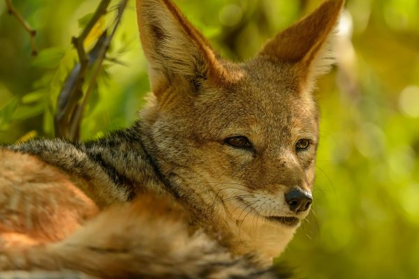 6-Days Masai Mara, Serengeti and Ngorongoro Luxury Safari with a 4-Days Zanzibar Extension.