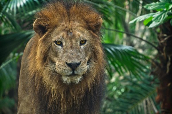 4-Day Luxury Flying Safari- Masai Mara