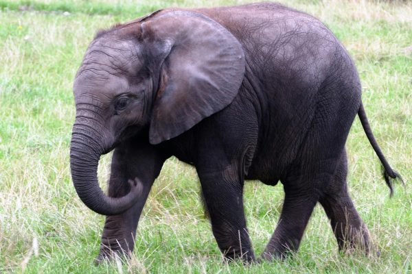 3-Day Amboseli Photography Safari