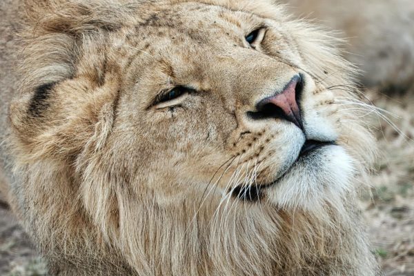 7-Day Western corridor Wildebeest migration Honey moon Luxury Safari