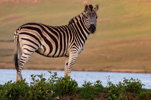 6-Day Masai Mara Lake Nakuru and Lake Naivasha photography safaris