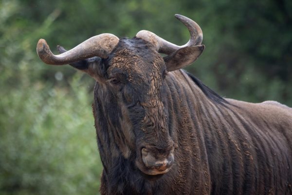 6-Day Amboseli, Serengeti, Ngorongoro Crater Luxury