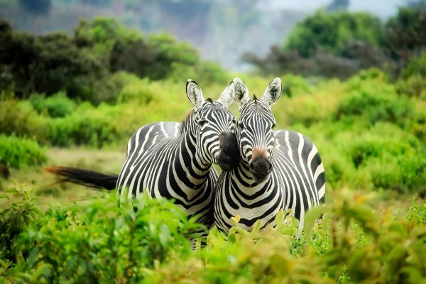 10-Day Wonders of Kenya & Tanzania Luxury Experience