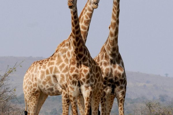 3-Day Samburu luxury plus Flying Safari