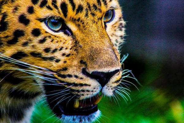 6-Days Lake Naivasha, Lake Nakuru, Tsavo West and Amboseli Luxury Safari.